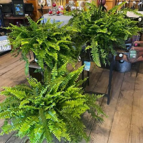 【New Users Only】✨UV Resistant Lifelike Artificial Boston Fern